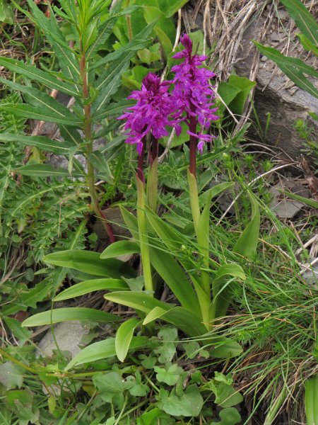 (8) Southern Marsh Orchid.JPG